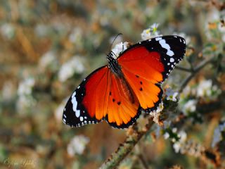 Sultan (Danaus chrysippus)