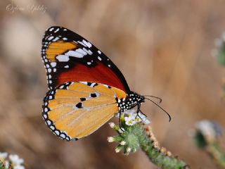 Sultan (Danaus chrysippus)