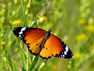 Sultan (Danaus chrysippus)