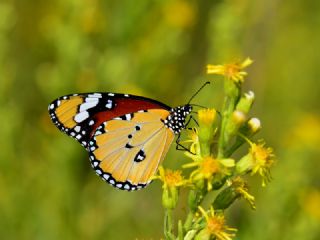 Sultan (Danaus chrysippus)