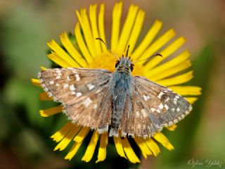 Ege Zpzp (Pyrgus melotis)