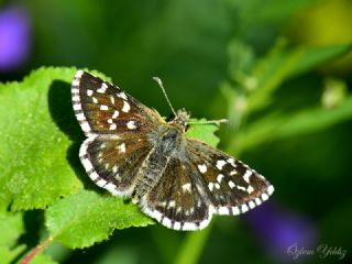 Ege Zpzp (Pyrgus melotis)