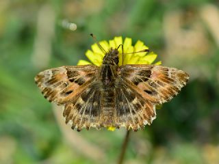 Hatmi Zpzp (Carcharodus alceae)