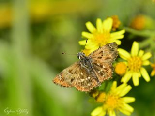 Hatmi Z�pz�p�&nbsp;(Carcharodus&nbsp;alceae)