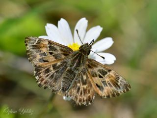 Hatmi Zpzp (Carcharodus alceae)