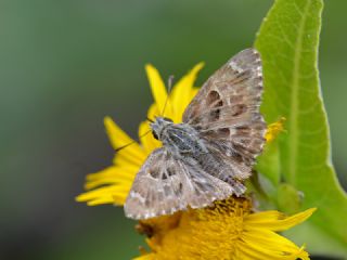 Hatmi Zpzp (Carcharodus alceae)