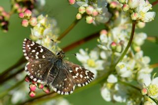 Ebegmeci Zpzp (Pyrgus malvae)