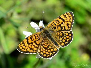 Cezayirli parhan (Melitaea ornata)