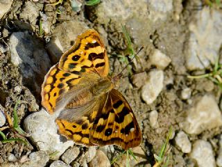 Anadolu ehzadesi (Thaleropis ionia)