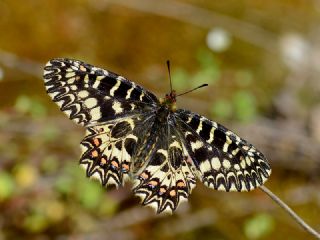 Gney Fistosu (Zerynthia polyxena)