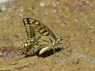 Krlangkuyruk (Papilio machaon)