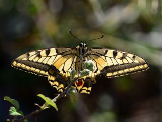 Krlangkuyruk (Papilio machaon)