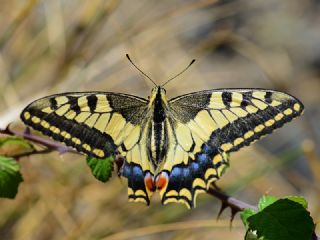 Krlangkuyruk (Papilio machaon)