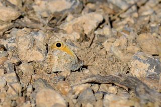 ran Esmerperisi (Hyponephele cadusia)