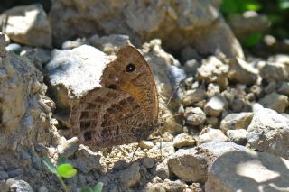 Beyaz Damarl Pirireis (Satyrus amasinus)