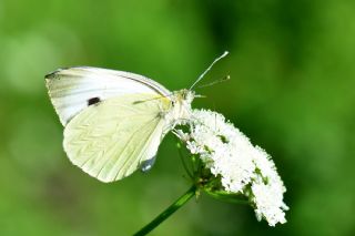Byk Beyazmelek  (Pieris brassicae)