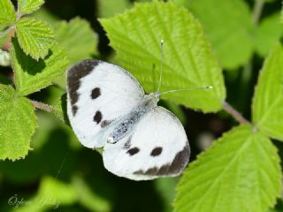 Byk Beyazmelek  (Pieris brassicae)