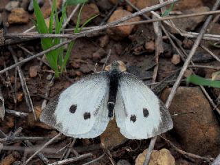 Byk Beyazmelek  (Pieris brassicae)