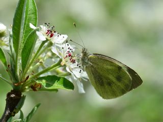 Byk Beyazmelek  (Pieris brassicae)