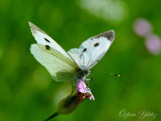 Byk Beyazmelek  (Pieris brassicae)