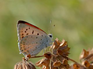 Da Atei (Lycaena thetis)