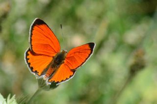 Da Atei (Lycaena thetis)