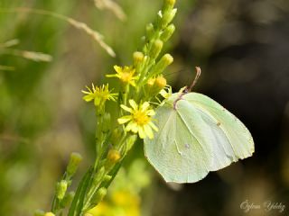 Kleopatra&nbsp;(Gonepteryx&nbsp;cleopatra)