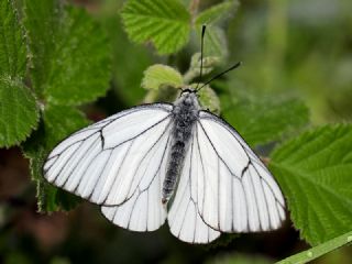 Al Beyaz (Aporia crataegi)