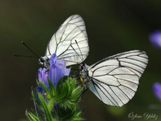 Al Beyaz (Aporia crataegi)