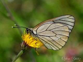 Al Beyaz (Aporia crataegi)