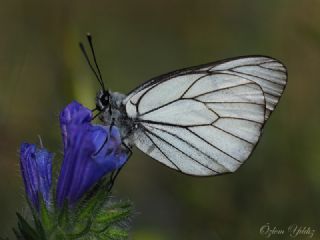 Al Beyaz (Aporia crataegi)