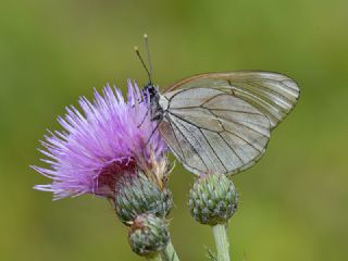 Al Beyaz (Aporia crataegi)