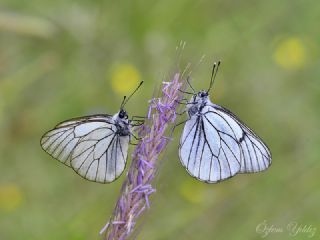 Al Beyaz (Aporia crataegi)