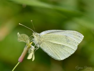 Kk Beyazmelek (Pieris rapae)