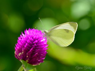 Kk Beyazmelek (Pieris rapae)