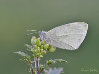 Kk Beyazmelek (Pieris rapae)