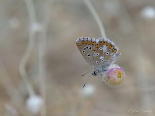 okgzl Anadolu Mavisi (Aricia crassipunctus)