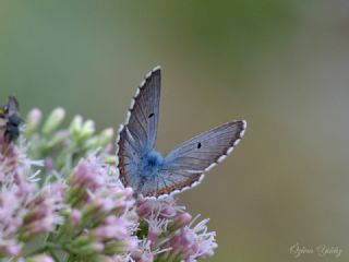 okgzl Anadolu Mavisi (Aricia crassipunctus)