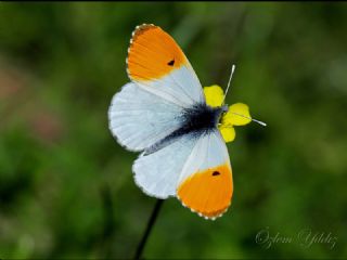 Turuncu Ssl (Anthocharis cardamines)