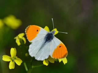 Turuncu Ssl (Anthocharis cardamines)