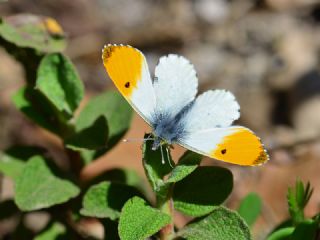 Turuncu Ssl (Anthocharis cardamines)