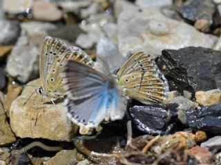 okgzl Anadolu illi Mavisi (Polyommatus ossmar)