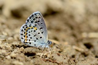 Bavius Mavisi (Pseudophilotes bavius)