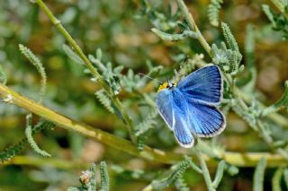 Çokgözlü Damokles Mavisi (Polyommatus damocles)