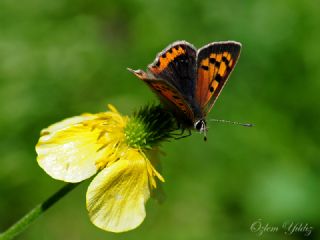 Benekli Bakr Gzeli (Lycaena phlaeas)