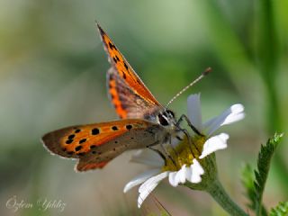 Benekli Bakr Gzeli (Lycaena phlaeas)