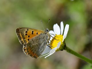 Benekli Bakr Gzeli (Lycaena phlaeas)