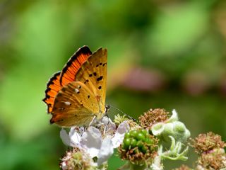 Orman Bakr Gzeli (Lycaena virgaureae)