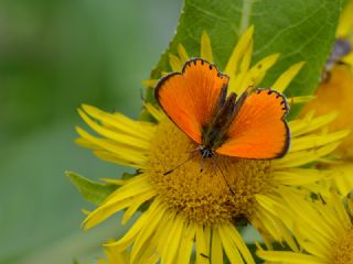 Orman Bakr Gzeli (Lycaena virgaureae)