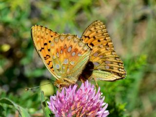 Gzel nci (Argynnis aglaja)